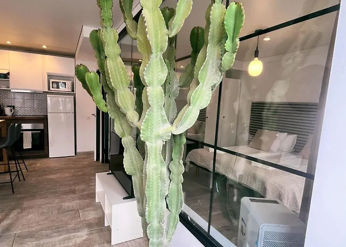 Cactus *
