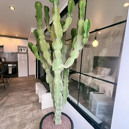 Cactus *